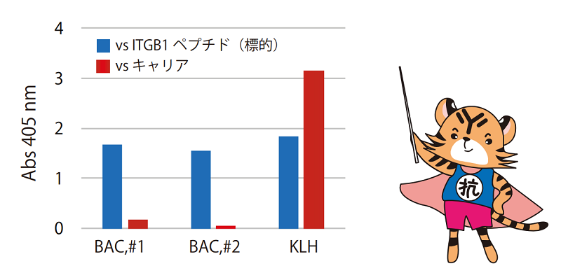標的ペプチドに対する抗体を優先的に産生!