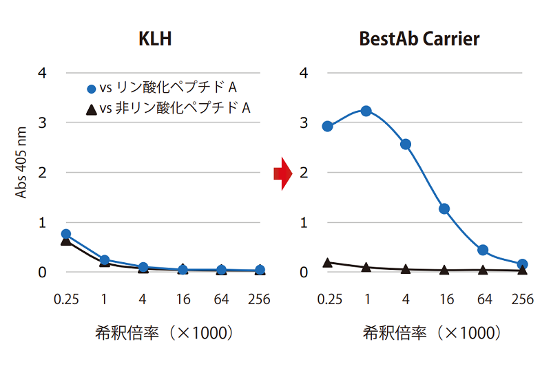 リン酸化特異的な抗体を取得!