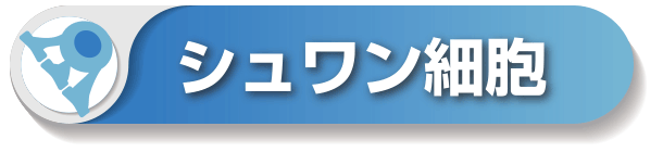 シュワン細胞