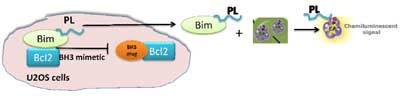 BH3ドメインに特異的な模倣体の同定