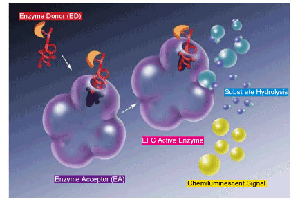 EFCiEnzyme Fragment ComplementationjZp̌