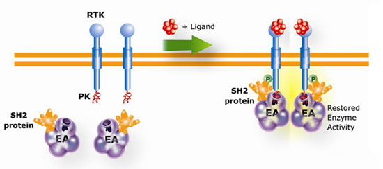 PathHunter(R) Cell based Kinase Assay