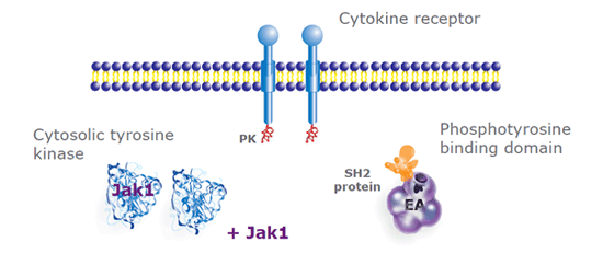 PathHunteriRj Cytosolic Tyrosine Kinase Assays 