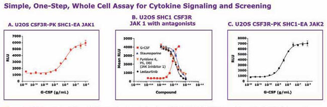 Cytosolic Receptor Kinase Assays ]