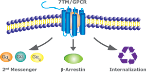 GPCR̓݉^GhTCg[VXiInternalizationjɂ]@