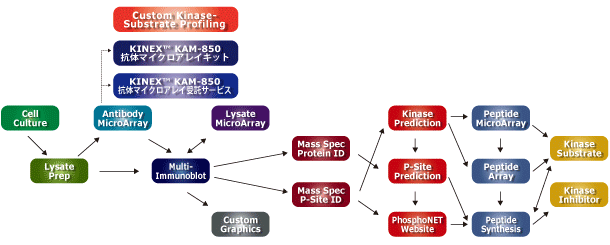 Kinexus社 サービスマップ