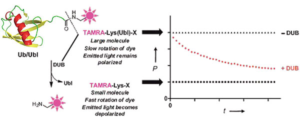 TAMRA-Lus(Ubl)-XDUB