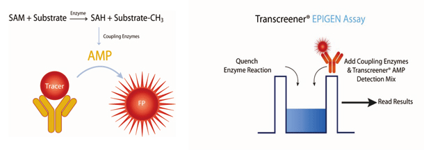 Transcreener(R) EPIGEN Methyltransferaseアッセイの原理(左)とプロトコル(右)