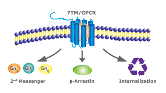 GPCR̓݉^GhTCg[VXiInternalizationjɂ]@