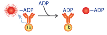 transcreener_adp2_trfret_simple.gif