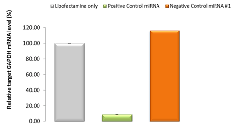 AccuTarget(TM) miRNA mimic Positive & Negative controls̐\