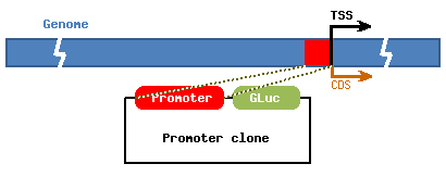 GLuc-ON™ プロモーターレポータークローン
