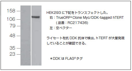 発現配列タグ