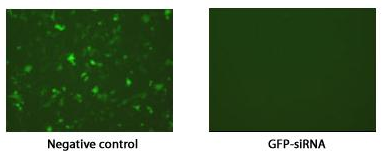 GFP Control siRNA