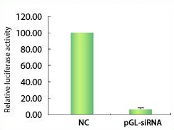 GFP Control siRNA