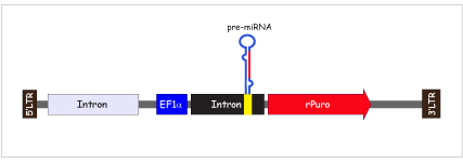 EF1αCgɃN[jOꂽmiRNA`ECX