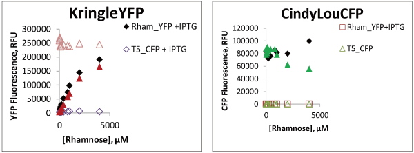 単一E.coli 株におけるKringleYPEとClindyLouCFPの二重発現