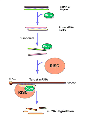 RNA interferencě