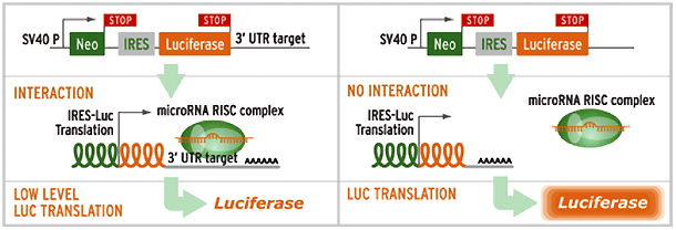 3' -UTR |[^[N[̃AbZC