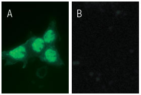 p53 siRNA（h）（品番：SC-29435）を用いてメタノール固定したHeLa 細胞を免疫蛍光染色