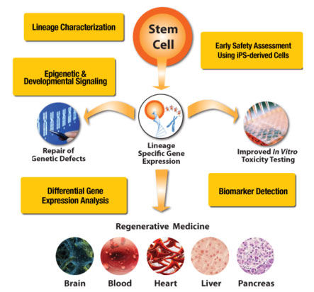 Differentiate Your Research On The Path To Stem Cell Discovery