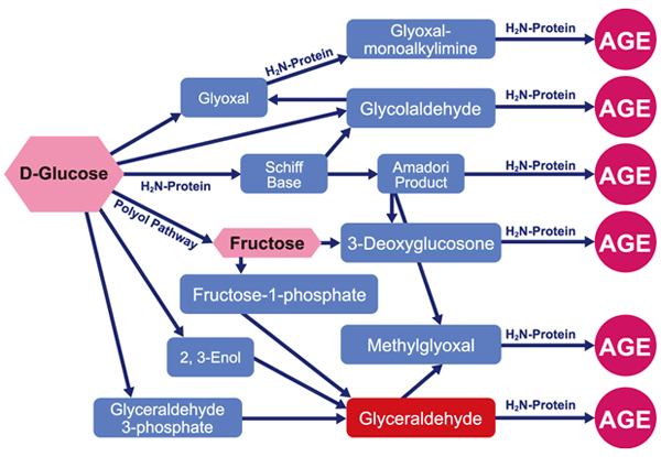 Generation pathway of AGEs in vivo