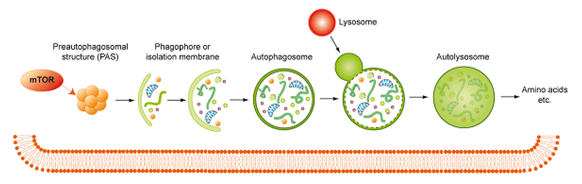 オートファゴソームの形成と働き