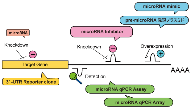 miRNA 研究の実験アプローチ方法例