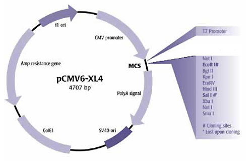 pCMV6-XL4xN^[