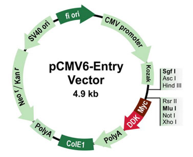 pCMV6-Entryベクター