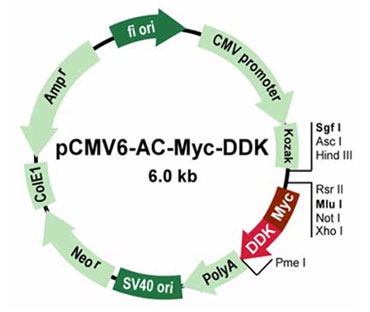 pCMV6-AC-Myc-DDKベクター
