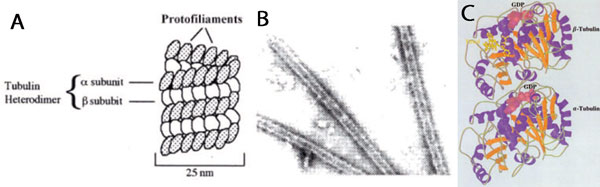 A 微小管の概要, B in vitroで形成したウシの微小管の電子顕微鏡写真, C Tubulin crystal structure developed using T237 Nogales et al1998. Nat. 391, p. 199-206.