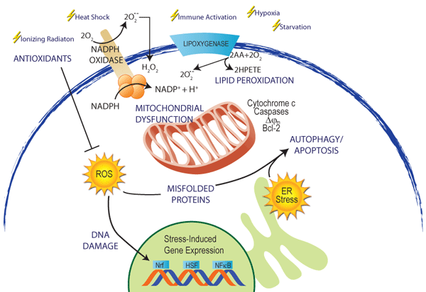 ENZ_OxidativeStress_1.gif