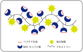 MHCデキストラマーとその構成分子