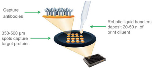 Q-Plex(TM) ELISA ACV[Y