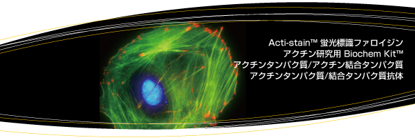 Cytoskeleton(サイトスケルトン)社のアクチン研究試薬