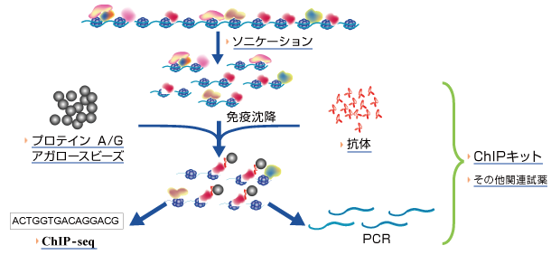 ヒストン修飾とクロマチン構造変換による転写制御 特集：エピジェネティクス／epigenetics