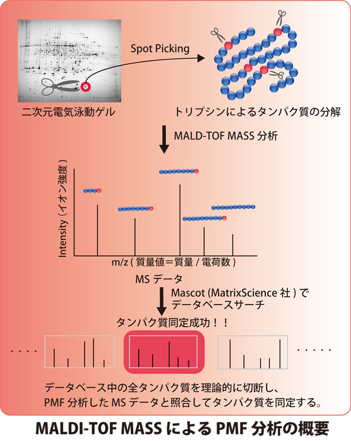 MALDI-TOF MASS ɂ PMF͂̊Tv
