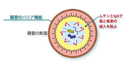 粉末糞便を用いた腸管バリア機能 (ムチン、IgA の測定)