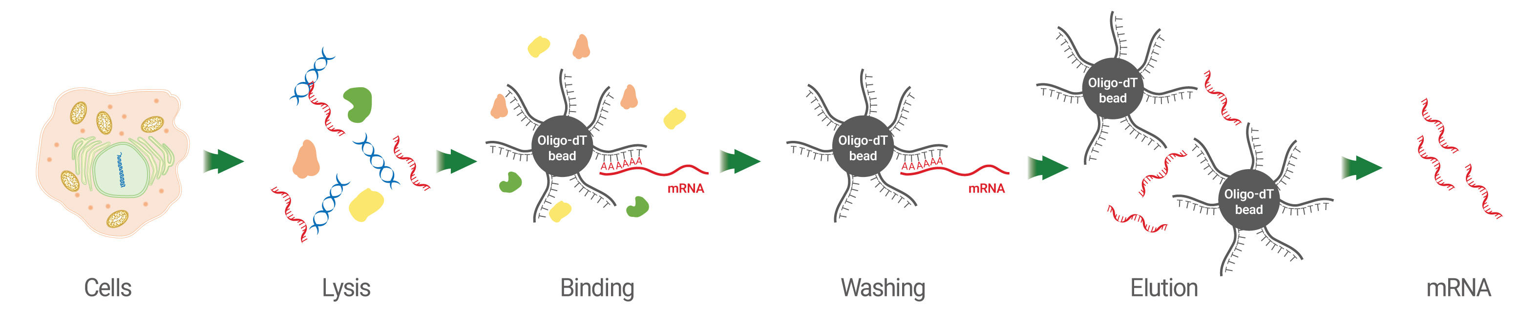 mRNA�����̃��[�N�t���[�iCells �� Lysis �� Binding �� Washing �� Elution �� mRNA�j������킵���}