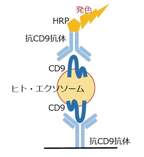 CD9/CD9 Exosome ELISA Kit, Humanの原理を表した模式図