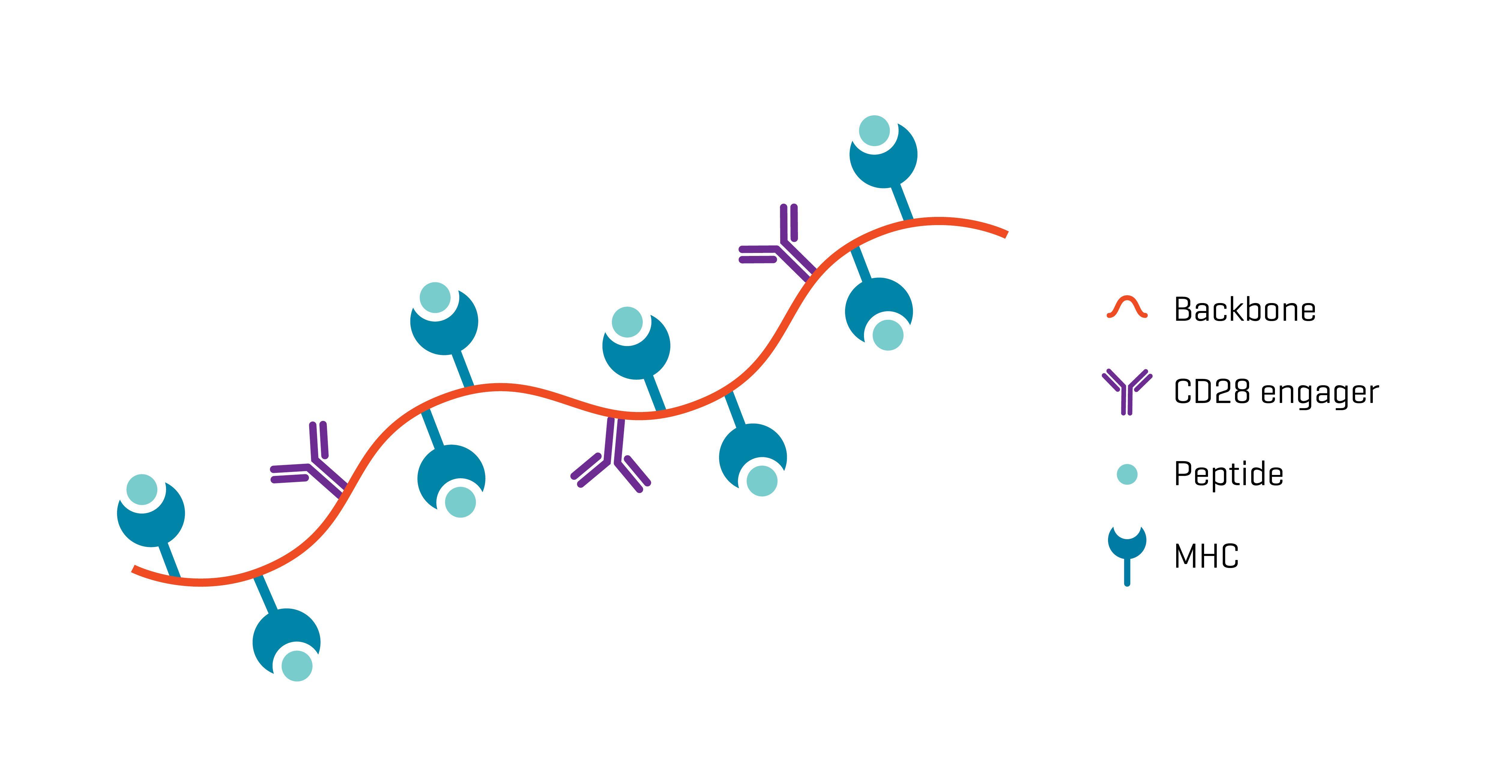 【バイイー】CD7点まとめ CD90 (Thy-1) Monoclonal Antibody (YKIX337.217), APC (17-5900-42)