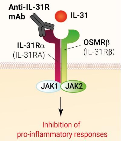 Anti IL-31Rの作用メカニズムをあらわしたイメージ図