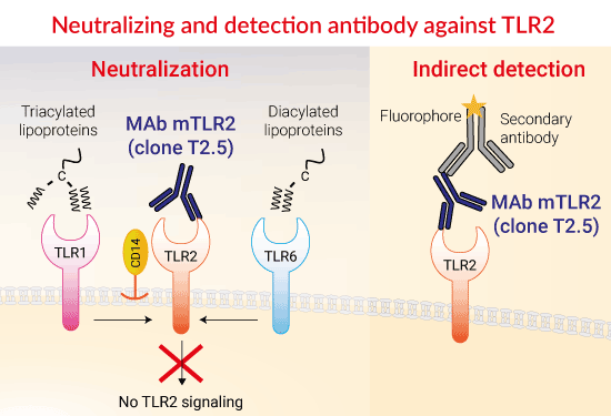 MAb mTLR2による中和、及び検出を示した図