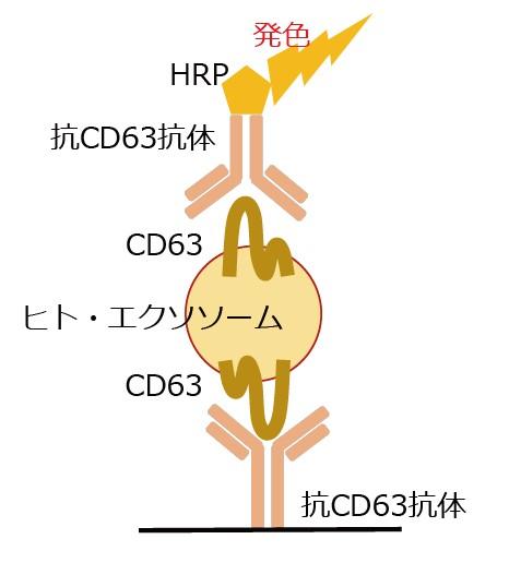 CD63/CD63 Exosome ELISA Kit, Humanの原理を表した模式図