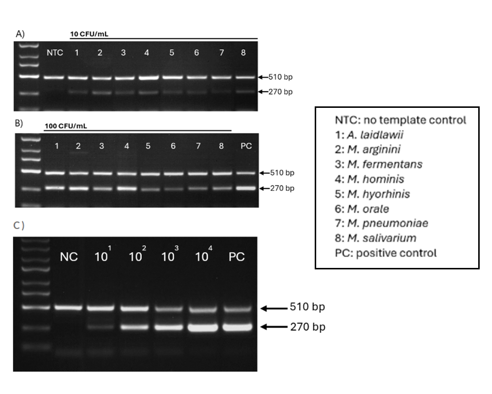 Myco-Visible Mycoplasma PCR Detection Kitの分析感度を示した図
