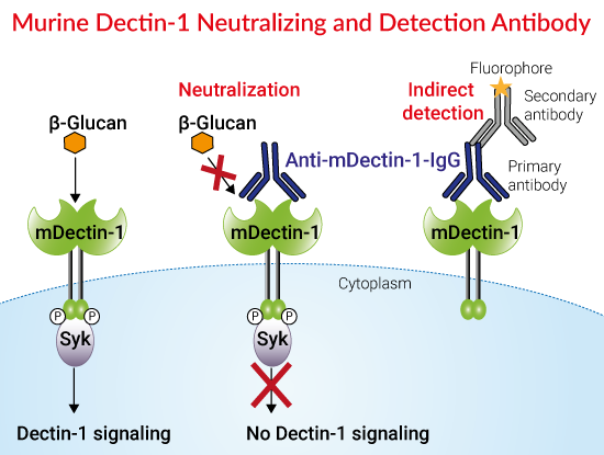 Anti-mDectin-1-IgGによる中和、及び検出を示した図