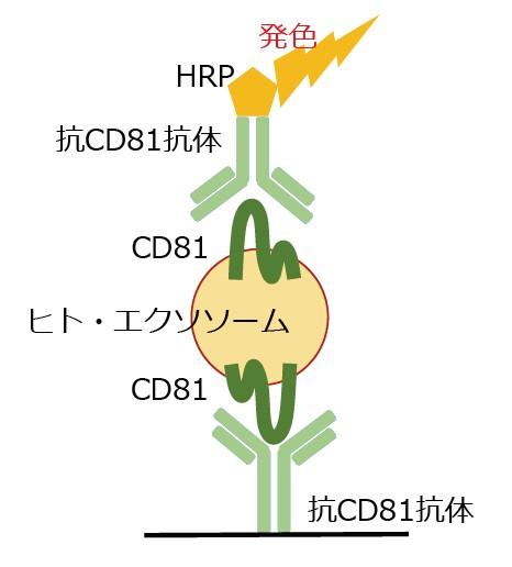 CD81/CD81 Exosome ELISA Kitの原理を表した模式図
