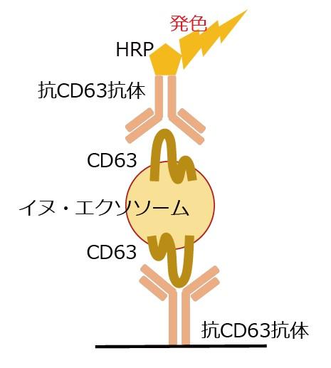 CD63/CD63 Exosome ELISA Kit, Dogの原理を表した模式図