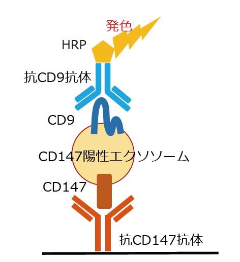 CD147/CD9 Exosome ELISA Kit,Humanの原理を表した模式図